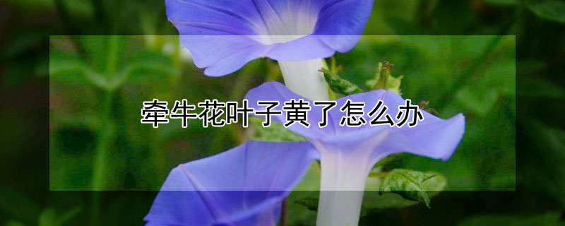 牽牛花葉子黃了怎么辦