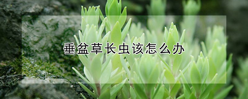 垂盆草長(zhǎng)蟲(chóng)該怎么辦