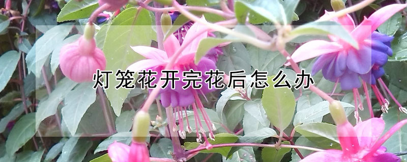 燈籠花開(kāi)完花后怎么辦