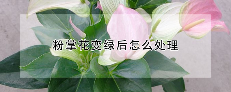 粉掌花變綠后怎么處理