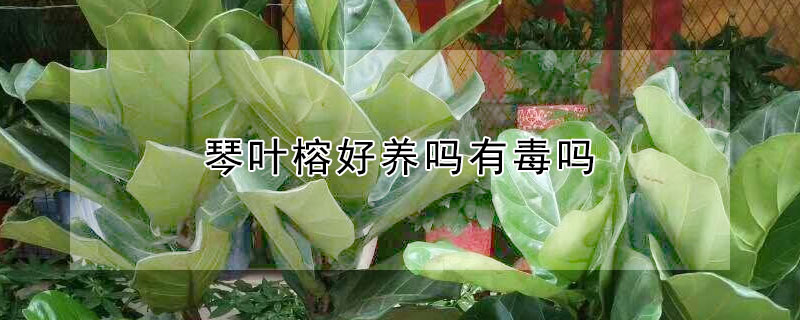 琴葉榕好養(yǎng)嗎有毒嗎