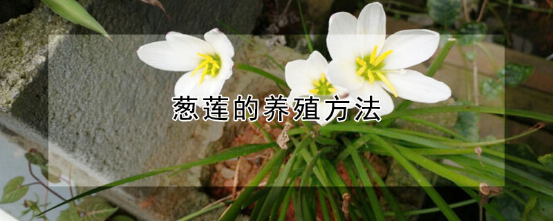 蔥蓮的養(yǎng)殖方法