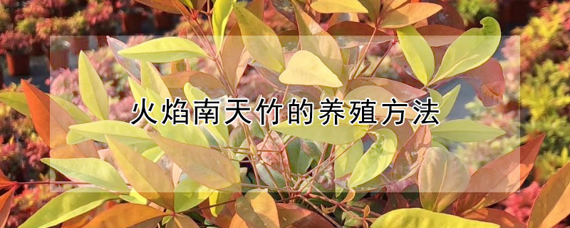 火焰南天竹的養殖方法