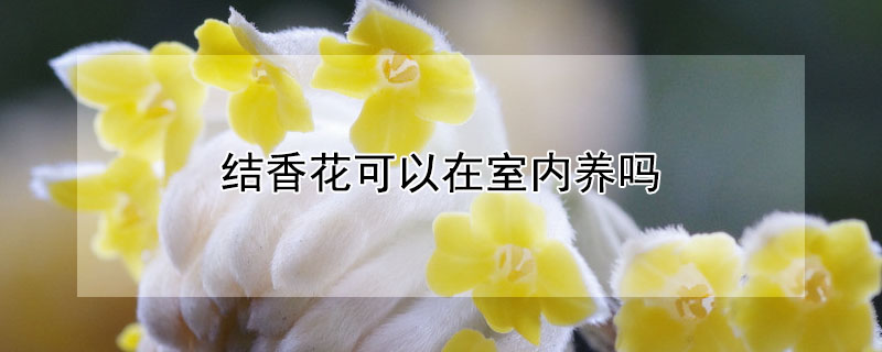 結(jié)香花可以在室內(nèi)養(yǎng)嗎