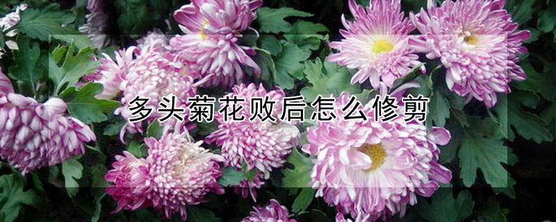 多頭菊花敗后怎么修剪