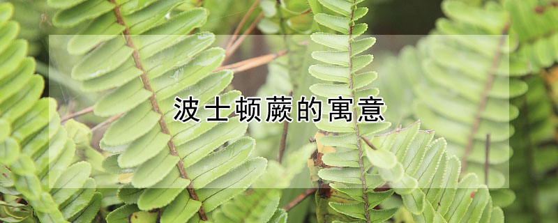 波士頓蕨的寓意