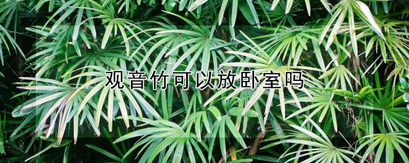 觀音竹可以放臥室嗎