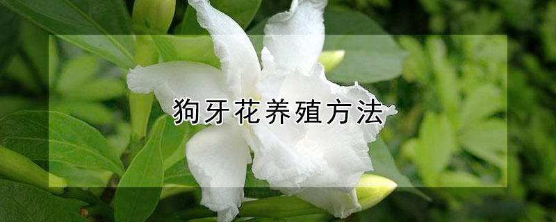 狗牙花養(yǎng)殖方法