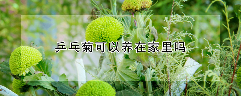 乒乓菊可以養(yǎng)在家里嗎