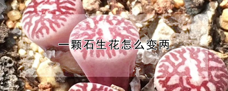 一顆石生花怎么變兩