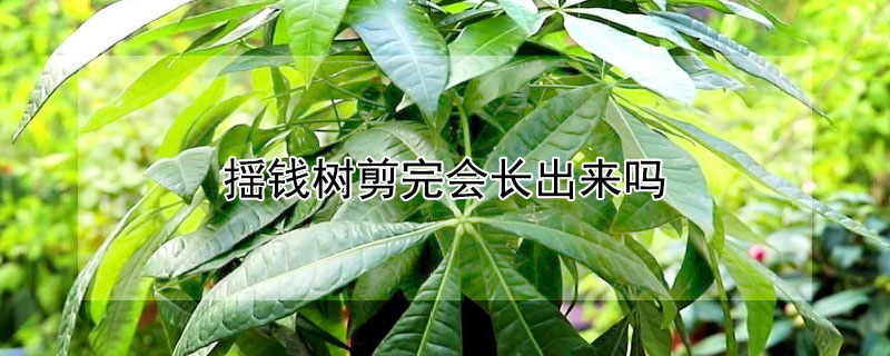 揺錢樹剪完會(huì)長出來嗎