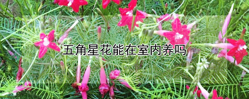 五角星花能在室內養嗎