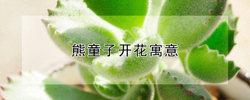 熊童子開花寓意