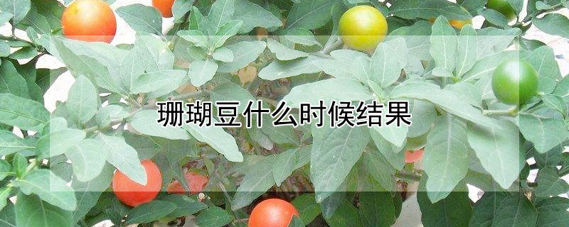 珊瑚豆什么時候結果