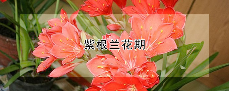 紫根蘭花期