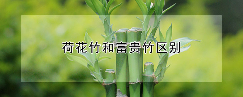 荷花竹和富貴竹區(qū)別