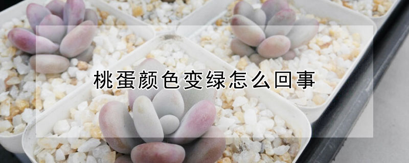 桃蛋顏色變綠怎么回事