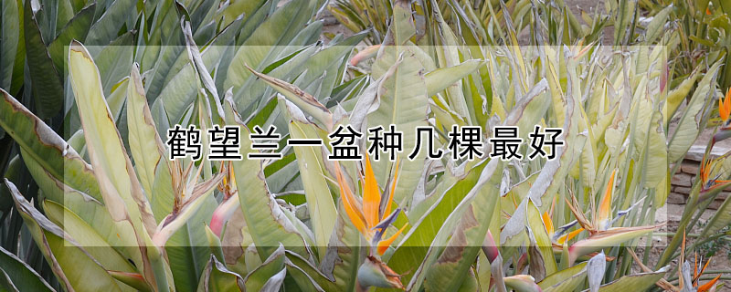 鶴望蘭一盆種幾棵最好