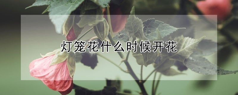 燈籠花什么時(shí)候開(kāi)花