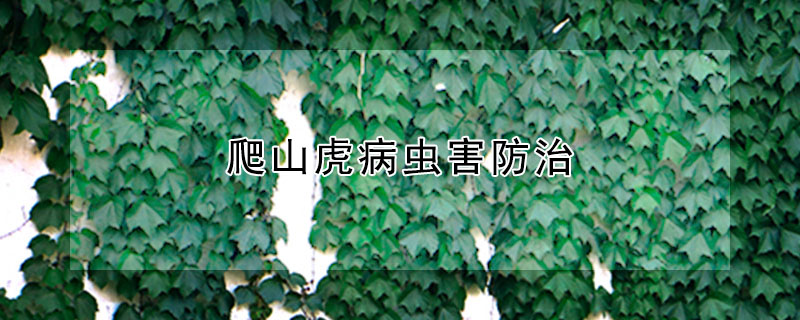 爬山虎病蟲(chóng)害防治