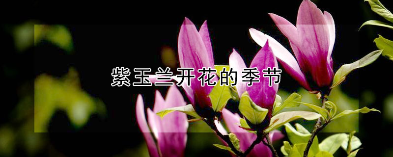 紫玉蘭開(kāi)花的季節(jié)