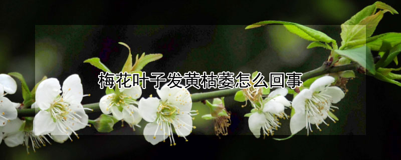 梅花葉子發(fā)黃枯萎怎么回事