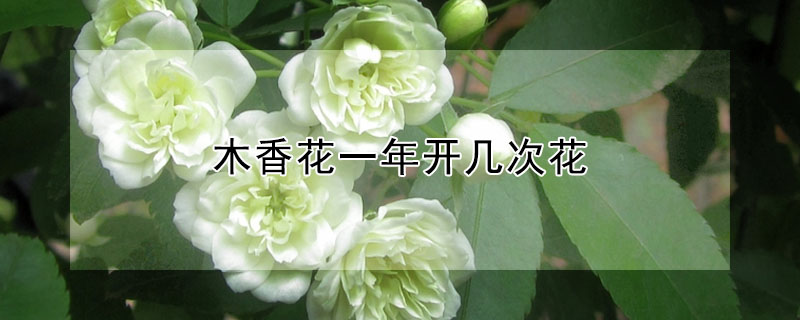 木香花一年開幾次花