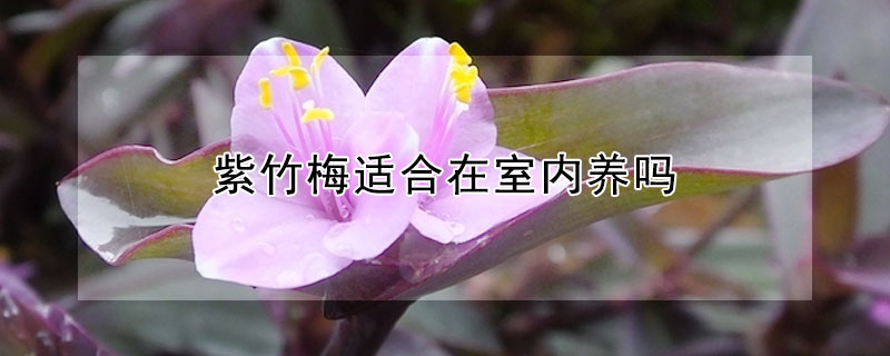 紫竹梅適合在室內(nèi)養(yǎng)嗎