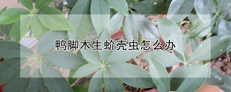 鴨腳木生蚧殼蟲怎么辦