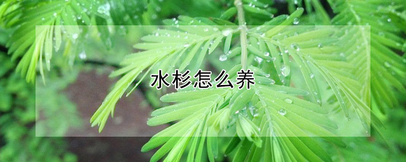 水杉怎么養(yǎng)