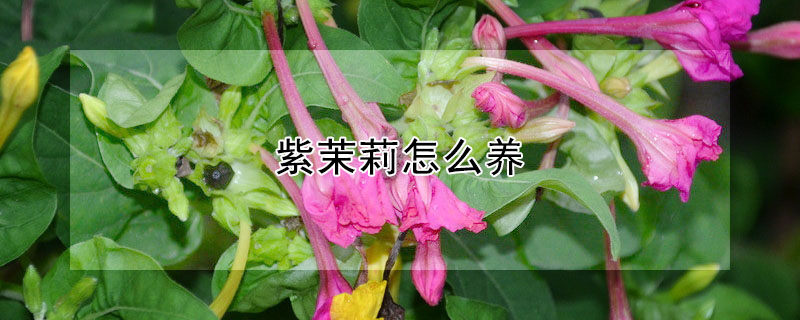 紫茉莉怎么養(yǎng)