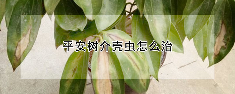 平安樹介殼蟲怎么治