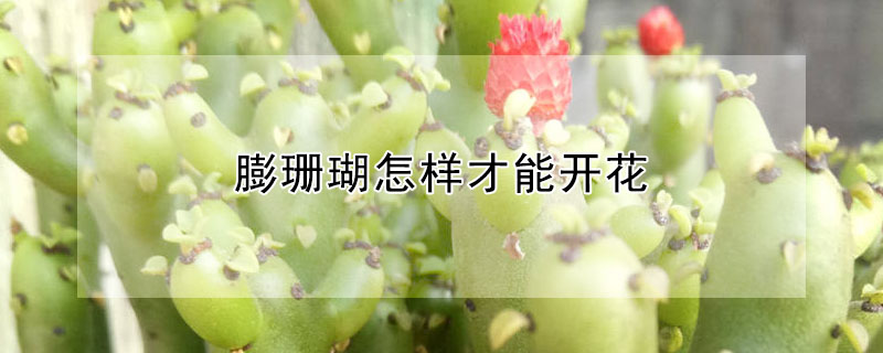 膨珊瑚怎樣才能開花