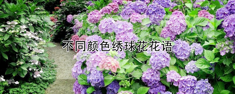 不同顏色繡球花花語