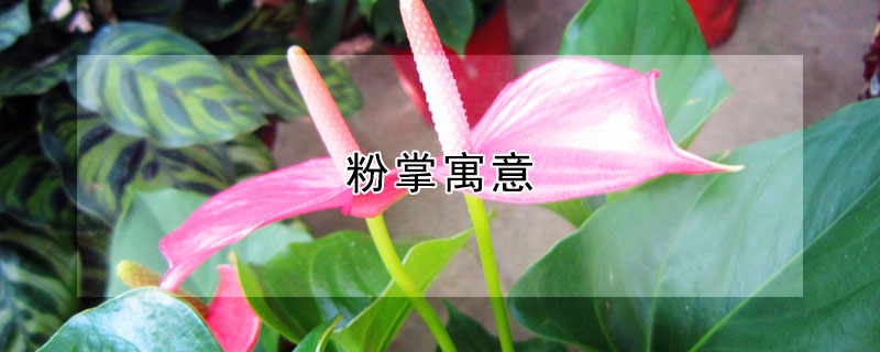 粉掌寓意