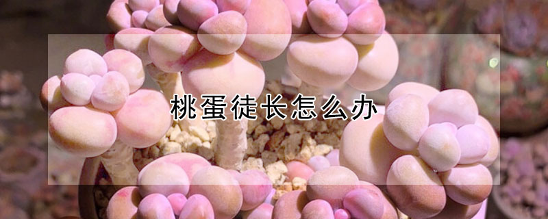 桃蛋徒長(zhǎng)怎么辦