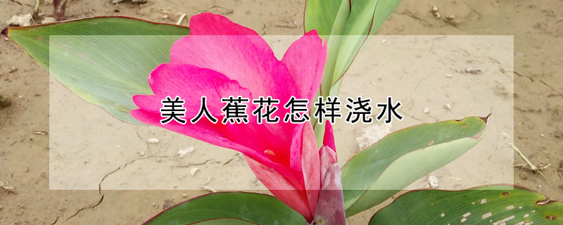 美人蕉花怎樣澆水