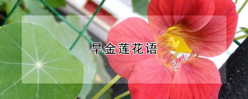 旱金蓮花語