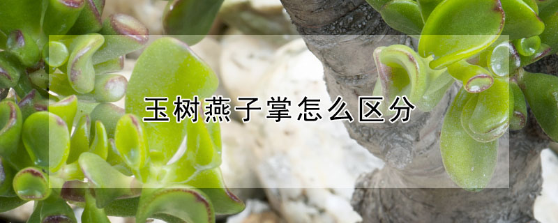 玉樹燕子掌怎么區分