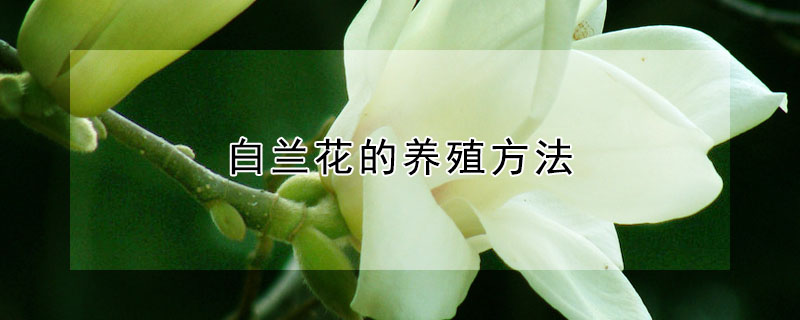 白蘭花的養(yǎng)殖方法