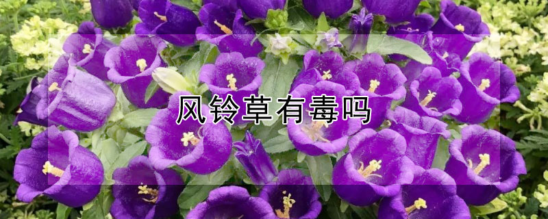 風(fēng)鈴草有毒嗎