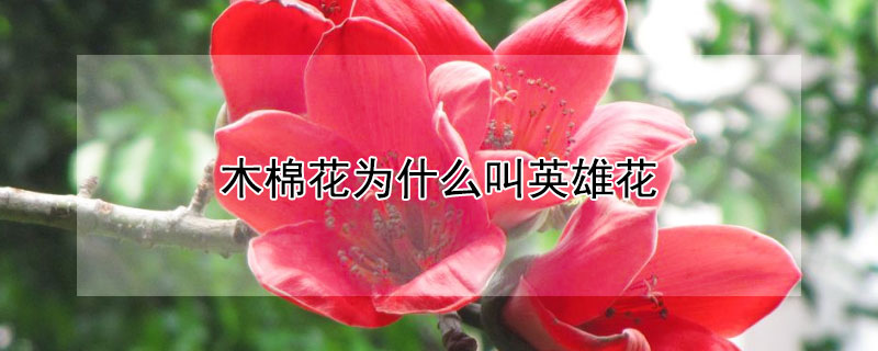 木棉花為什么叫英雄花