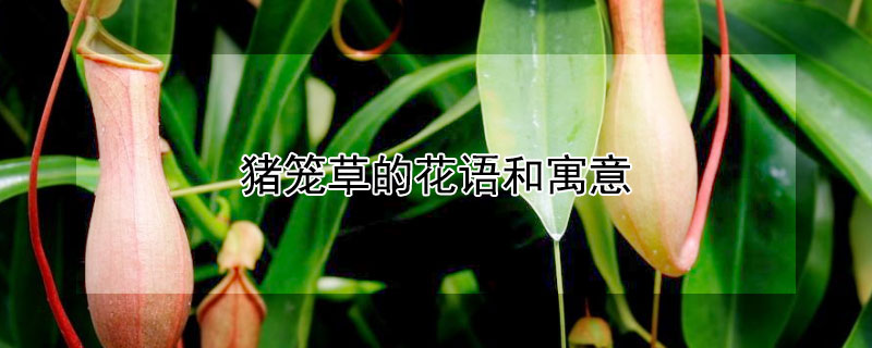 豬籠草的花語(yǔ)和寓意