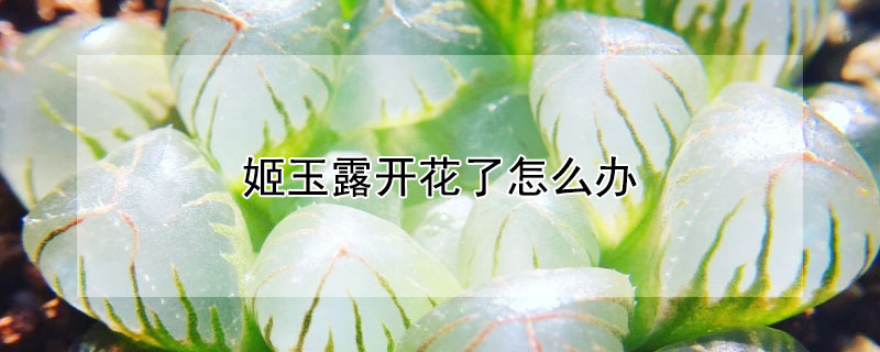 姬玉露開(kāi)花了怎么辦