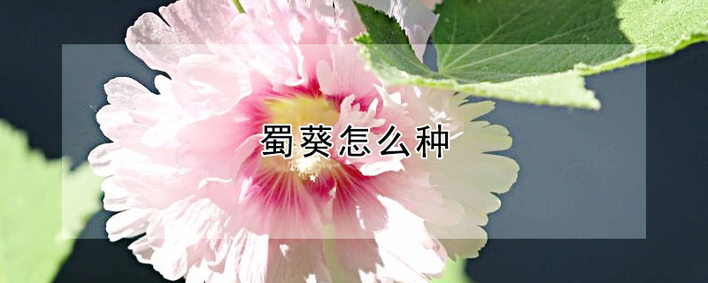 蜀葵怎么種