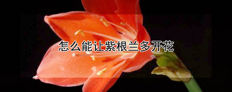 怎么能讓紫根蘭多開花