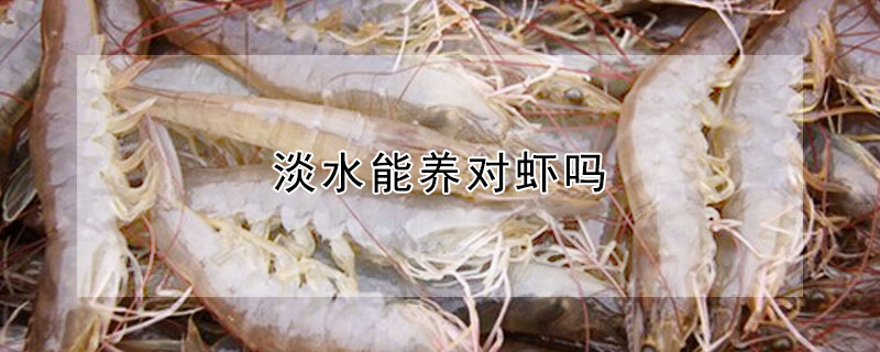 淡水能養(yǎng)對(duì)蝦嗎