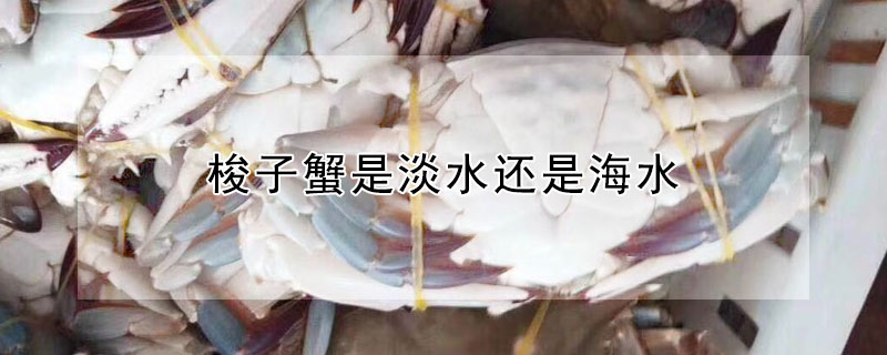 梭子蟹是淡水還是海水