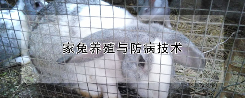 家兔養殖與防病技術