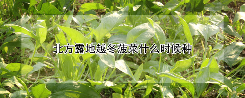 北方露地越冬菠菜什么時候種